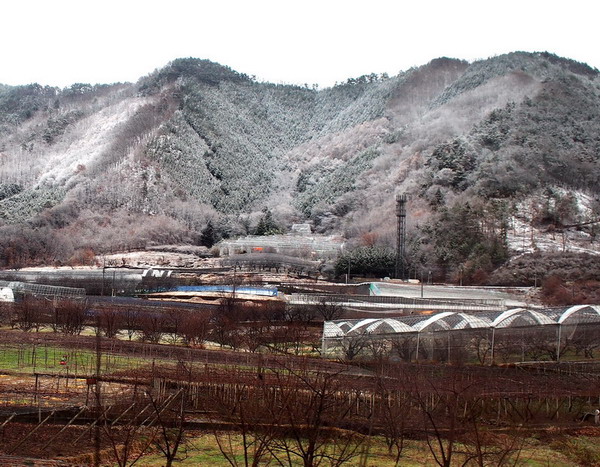 20131222 冬至の散歩道：山茶花ムラサキシジミとアイノミドリシジミの越冬卵など_d0090322_1716552.jpg