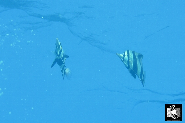 a0150039_3542013.jpg