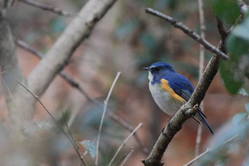 チョウゲンボウ、ホシムクドリ、ルリビタキ_c0075539_23175569.jpg