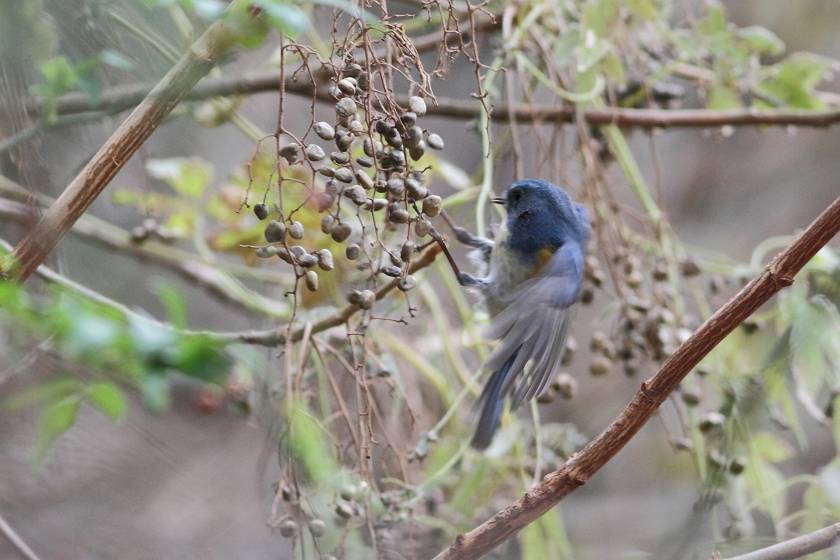 チョウゲンボウ、ホシムクドリ、ルリビタキ_c0075539_23201044.jpg