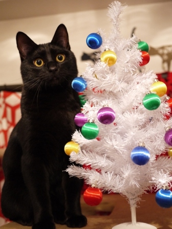 クリスマスイヴイヴ猫 ぎゃぉす編。_a0143140_20363357.jpg