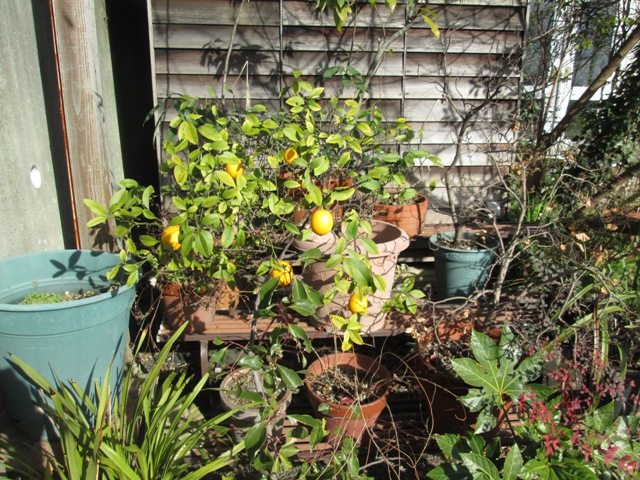 f0177841_1012692.jpg