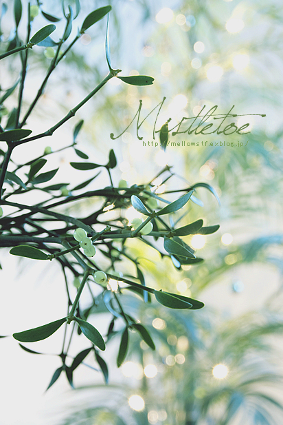 mistletoe_d0124248_00333093.jpg