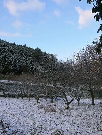 4日目の雪の朝 烏骨鶏と冬至の柚子風呂_a0254656_16562269.jpg