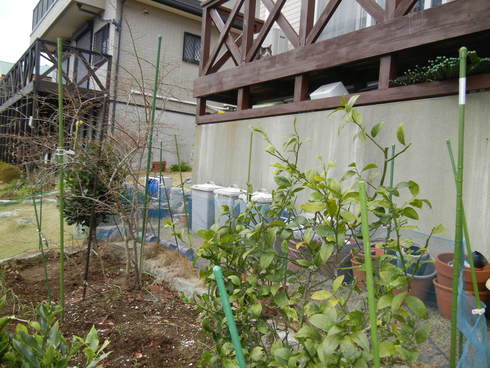 ’13,12,23(月)寒くても寒肥と剪定は大切!_f0060461_14171459.jpg