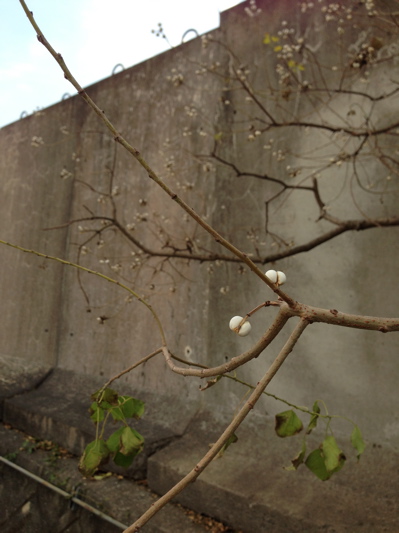 b0299869_15161844.jpg