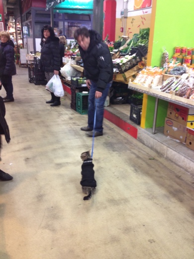 22/12/2013 ねこの散歩_a0136671_02574366.jpg