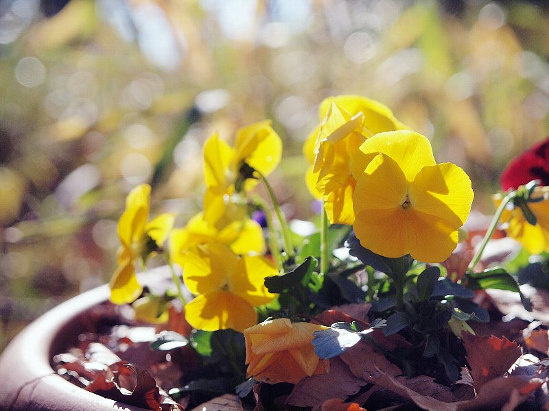 冬の花壇_d0316677_11045668.jpg