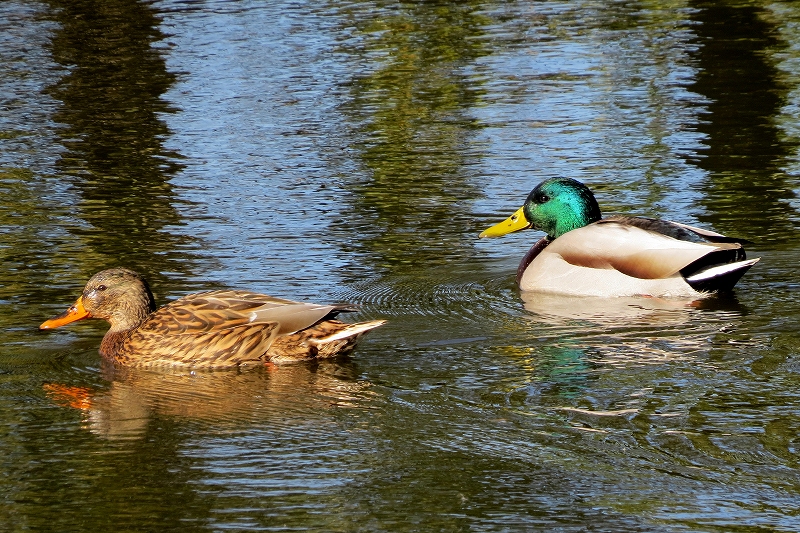 c0313378_23041540.jpg