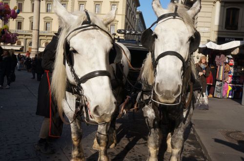 フィレンツェを馬車でグルグル_f0106597_01473187.jpg