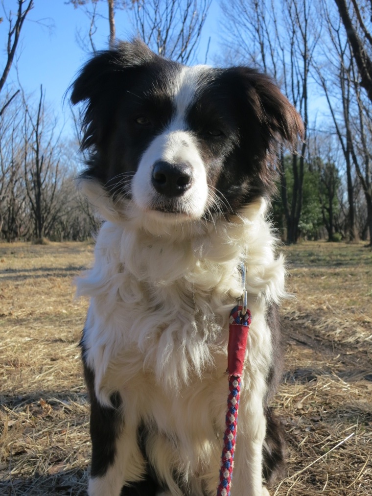 【犬】大人しく_f0141609_1616161.jpg