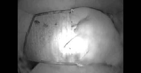 バルト海沿岸・エストニアのタリン動物園でホッキョクグマの赤ちゃん誕生!_a0151913_23315484.jpg