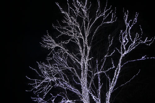 クリスマスイルミネーション 植物園_e0048413_2028368.jpg