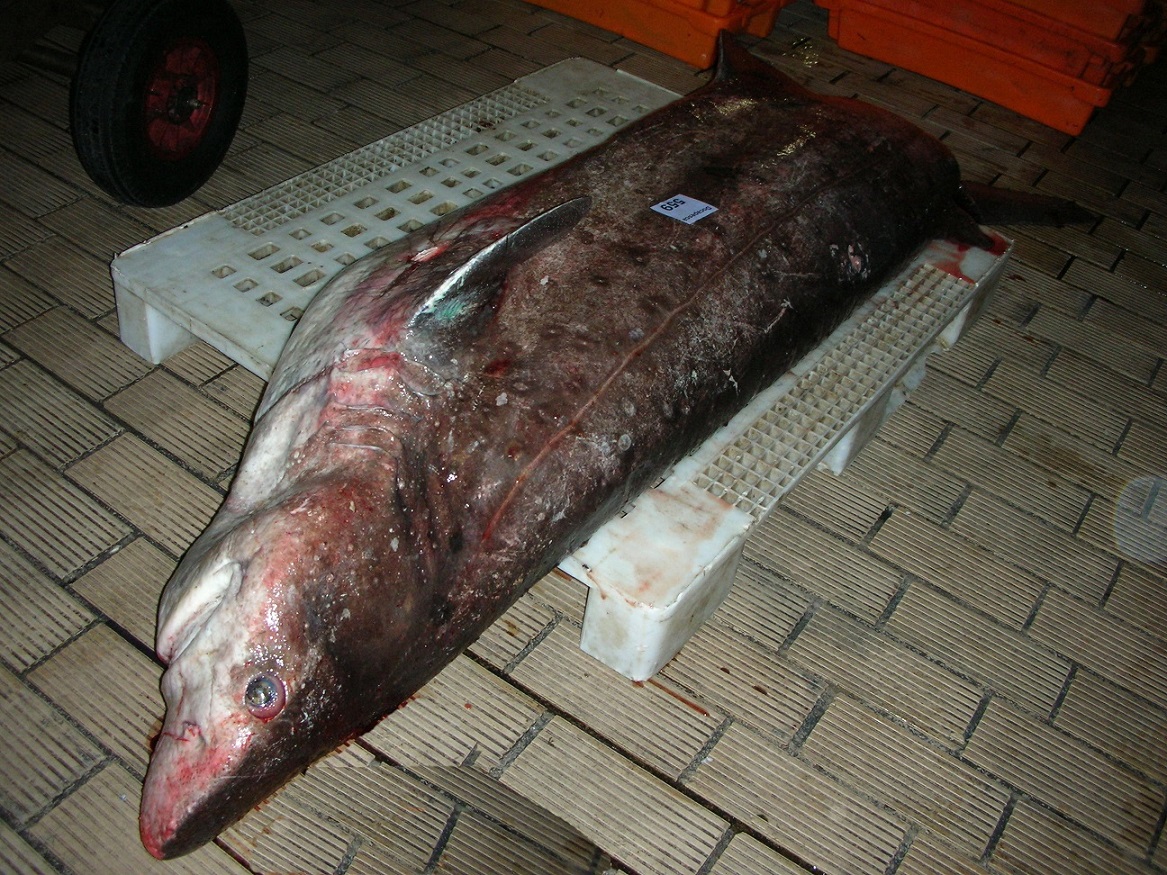 キクザメ ユーラシア大陸果ての定置網