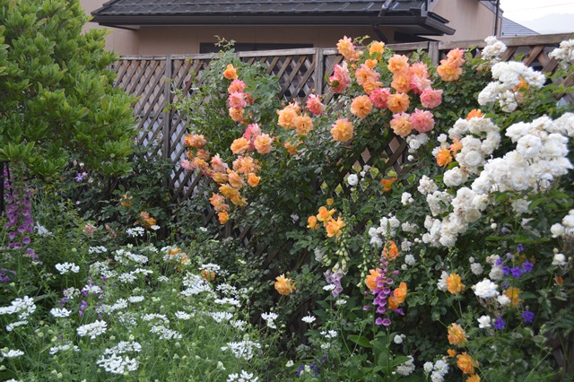 d0096422_1762516.jpg