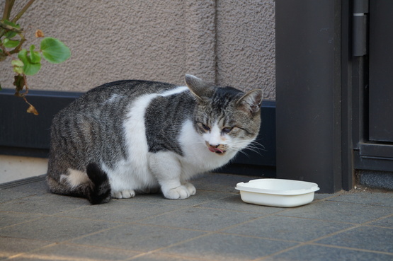 さすらい猫　ミャー♡_e0244024_132037.jpg