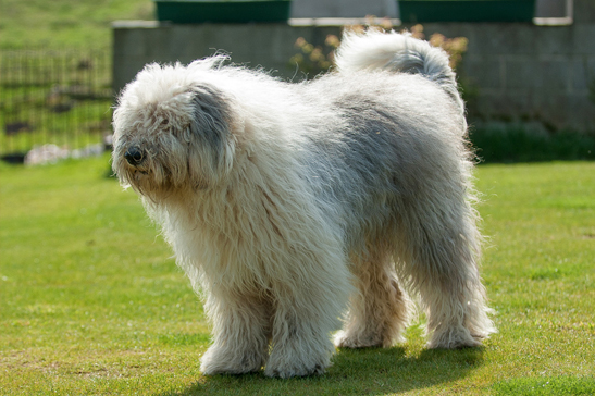 自己に対する絶大な信頼に溢れる犬 オールド イングリッシュ シープドッグ Iinu Blog 自己に対する絶大な信頼に溢れる犬 オールド イングリッシュ シープドッグ Iinu Blog