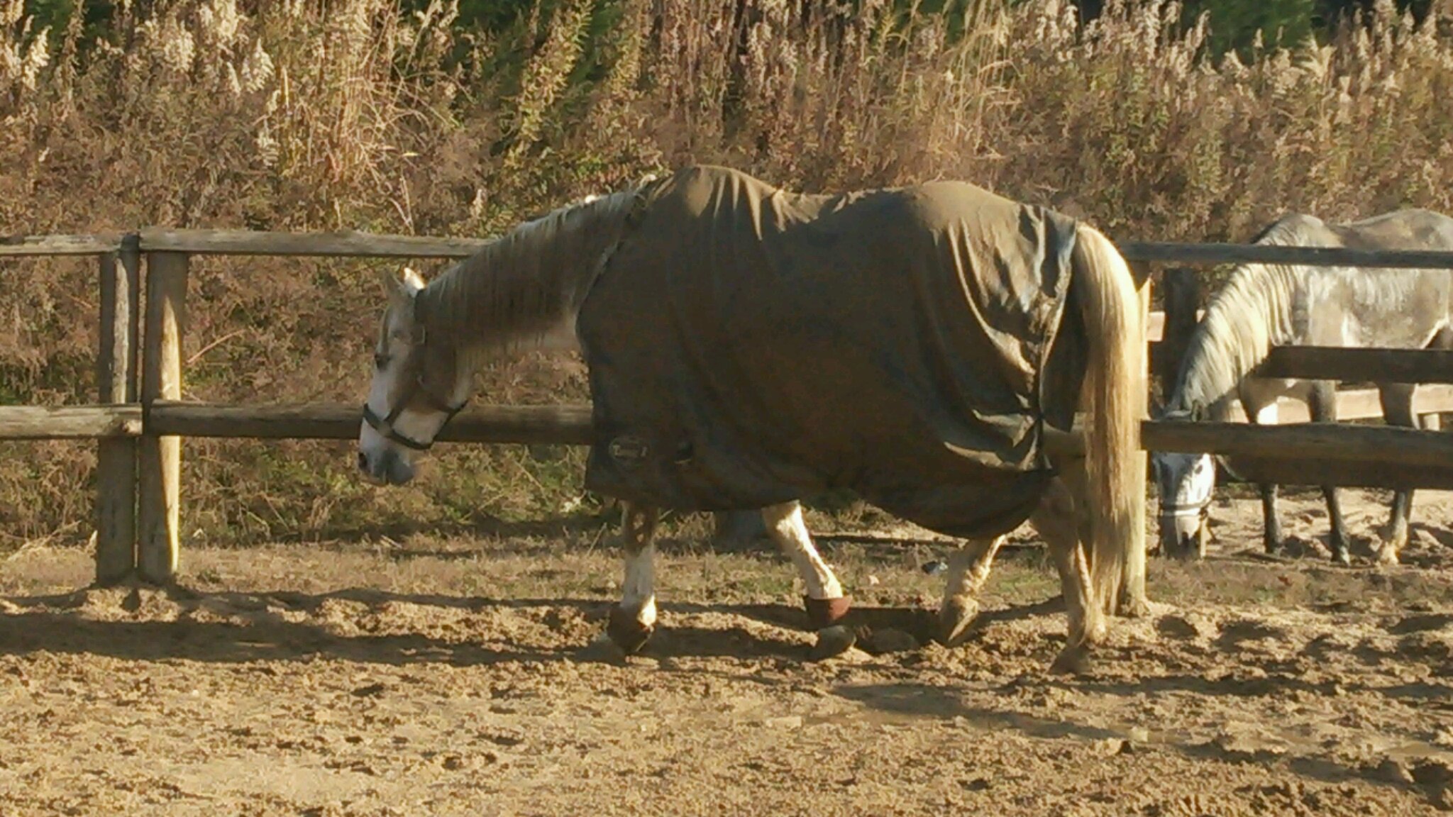e0145441_7253029.jpg