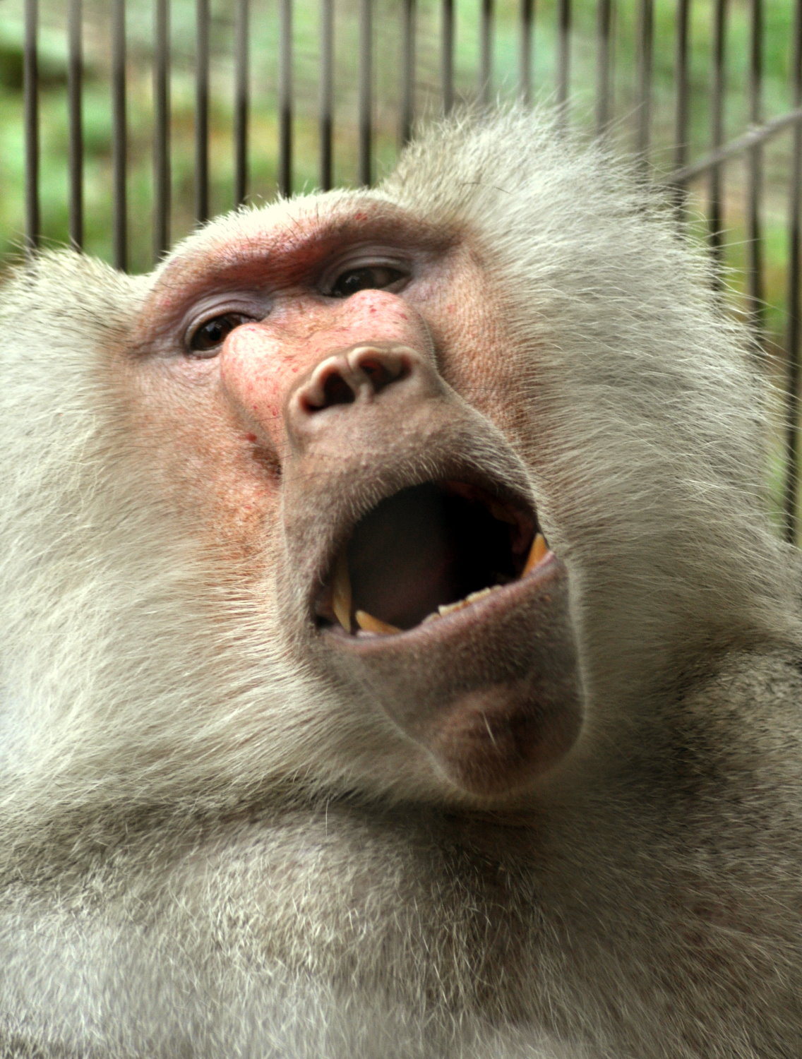 動物園の動物って ちょっとキモイよね 動物園の動物って ちょっとキモイよね