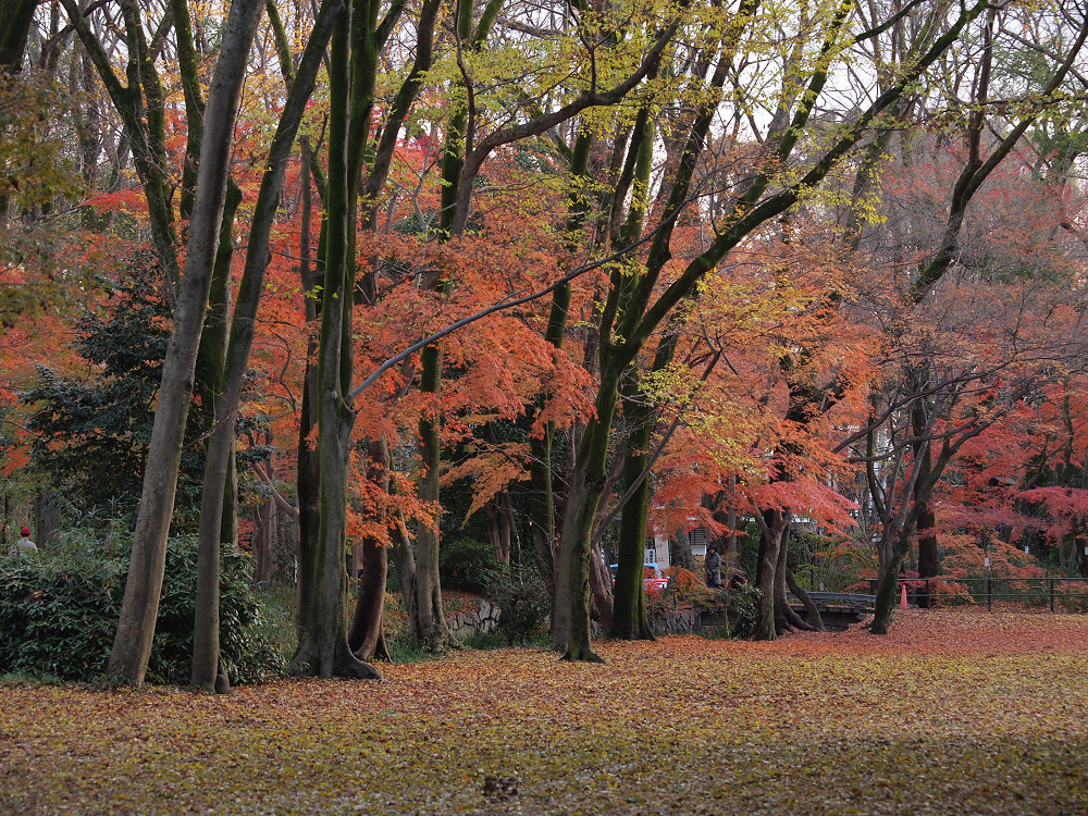 紅葉 2013 <糺の森>　　　　　　　　　　　　_f0021869_028767.jpg