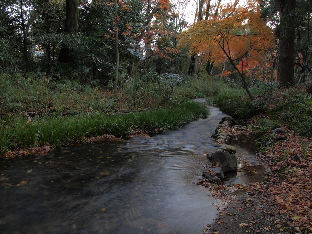 紅葉 2013 <糺の森>　　　　　　　　　　　　_f0021869_030712.jpg