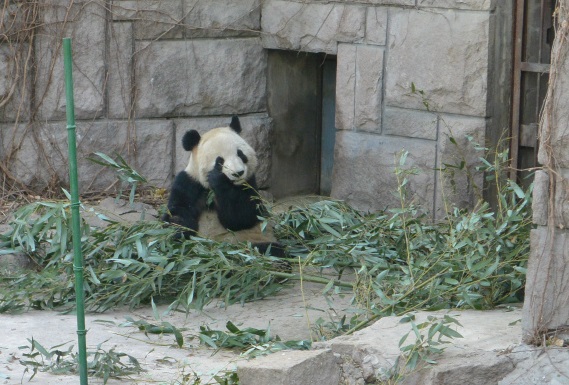 2歳児連れ北京旅行、最終日。_d0121294_20293487.jpg