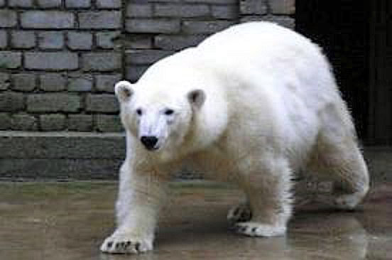バルト海沿岸・エストニアのタリン動物園でホッキョクグマの赤ちゃん誕生!_a0151913_1047344.jpg
