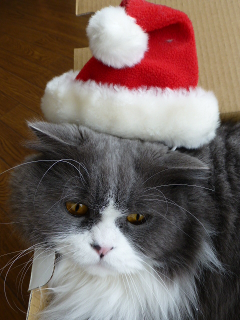 Merry Christmas★_e0237625_2233295.jpg