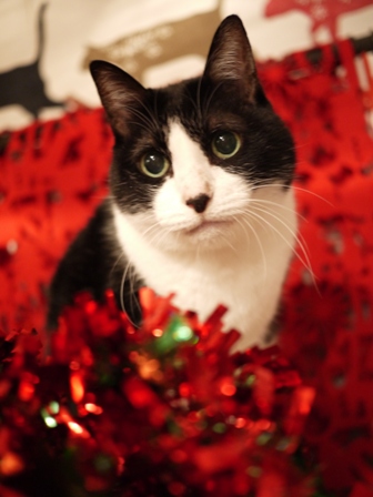 クリスマス猫 空しぇるらぃらぎゃぉすてぃぁらみるきぃ編_a0143140_23181072.jpg