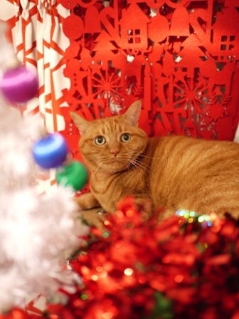 クリスマス猫 空しぇるらぃらぎゃぉすてぃぁらみるきぃ編_a0143140_2319217.jpg