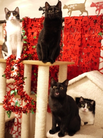 クリスマス猫 空しぇるらぃらぎゃぉすてぃぁらみるきぃ編_a0143140_23253589.jpg