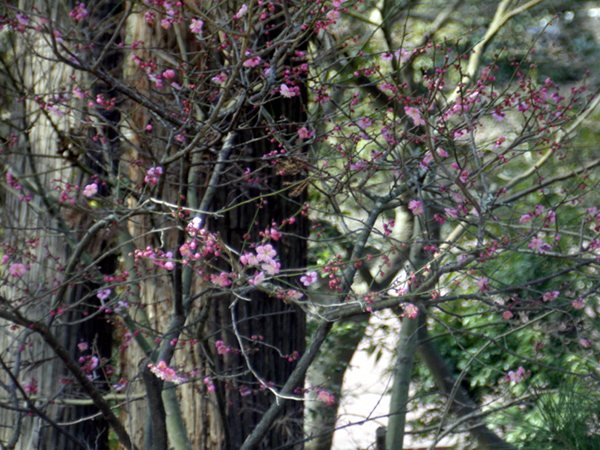 e0296043_4141225.jpg