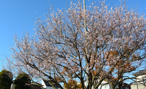 団地内公園の十月桜も満開_b0115553_952864.png