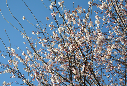 団地内公園の十月桜も満開_b0115553_9531637.png