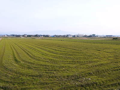 砂田米 れんげ米!冬の田んぼの様子とれんげの発芽_a0254656_17331485.jpg