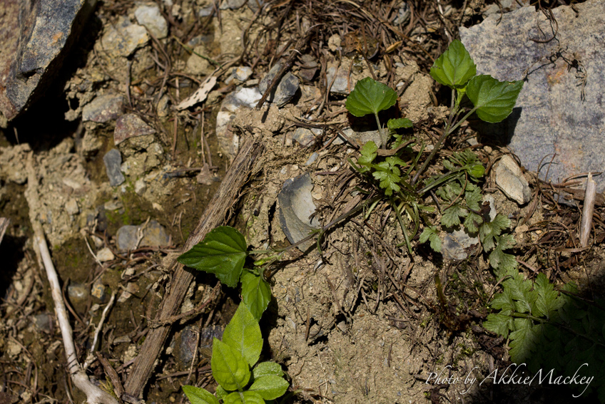 b0167256_20192365.jpg