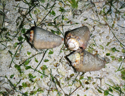 c0180460_13830.jpg