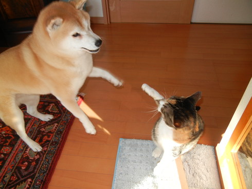 ’13,12,25(水)メリクリだけど家はメリハリ!_f0060461_10493036.jpg