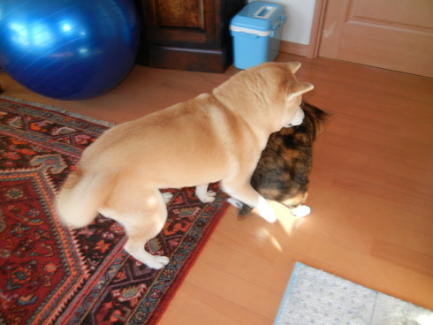 ’13,12,25(水)メリクリだけど家はメリハリ!_f0060461_10502924.jpg