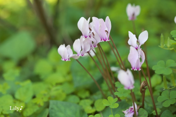 冠の花 ＊ シクラメン_e0166574_23174654.jpg