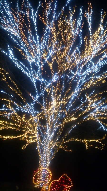国営越後丘陵公園クリスマスイルミネーション_d0182179_1926220.jpg