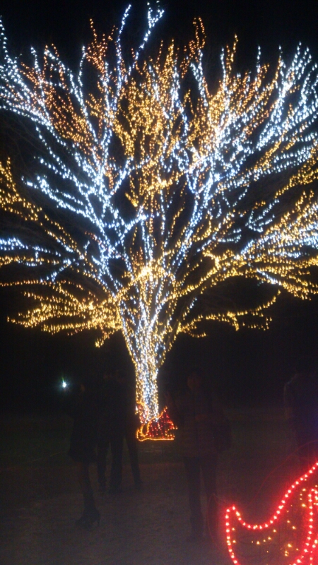 国営越後丘陵公園クリスマスイルミネーション_d0182179_1926381.jpg