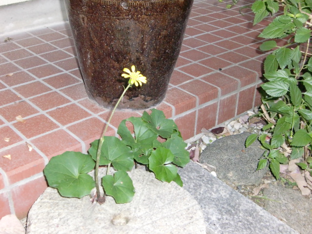 こころ華やぐ日_a0125981_20224587.jpg