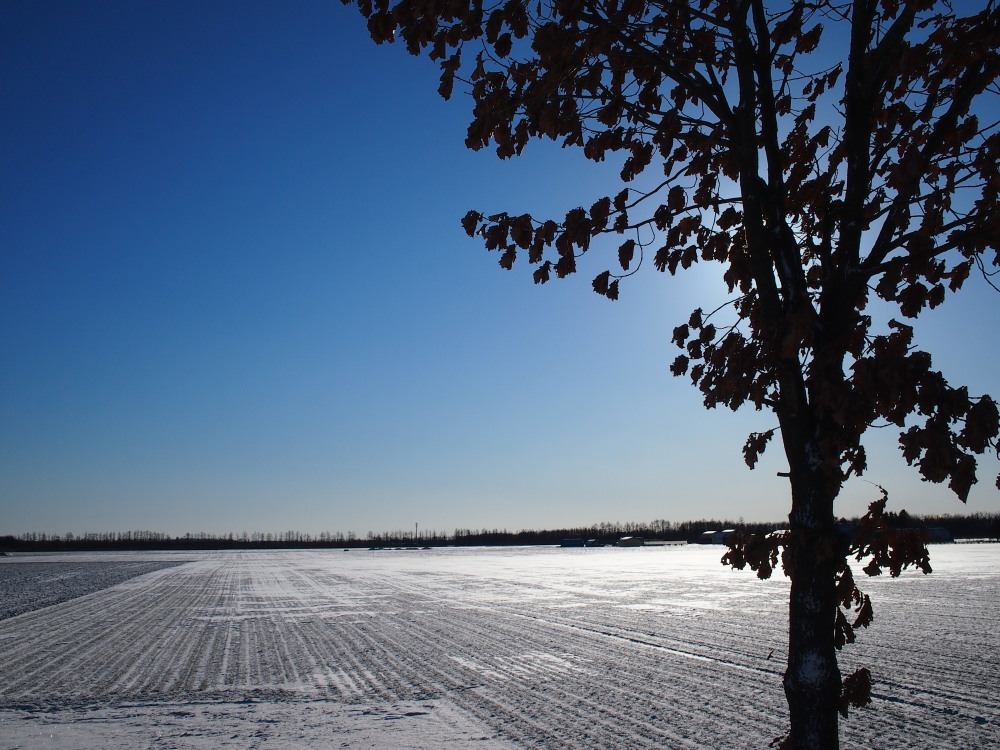 今季一番の冷え込み？まだ雪の少ない中札内村の農村風景。_f0276498_10274012.jpg