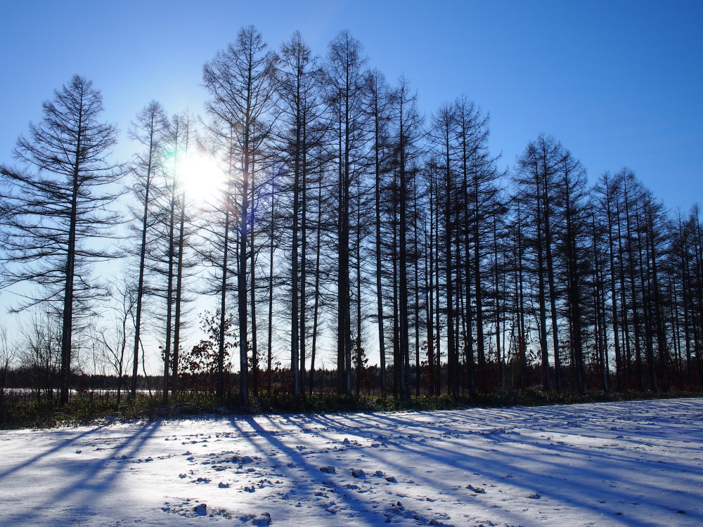 今季一番の冷え込み？まだ雪の少ない中札内村の農村風景。_f0276498_10281111.jpg