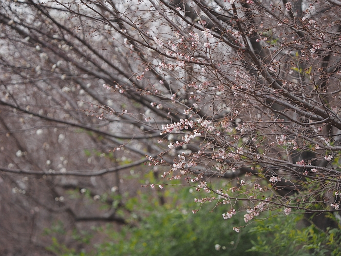 庄内緑地の冬の花_e0075403_19492137.jpg