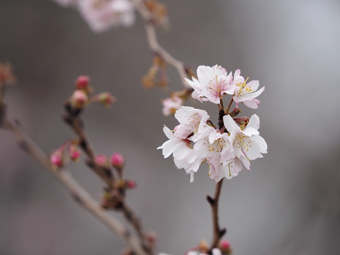 庄内緑地の冬の花_e0075403_19492547.jpg