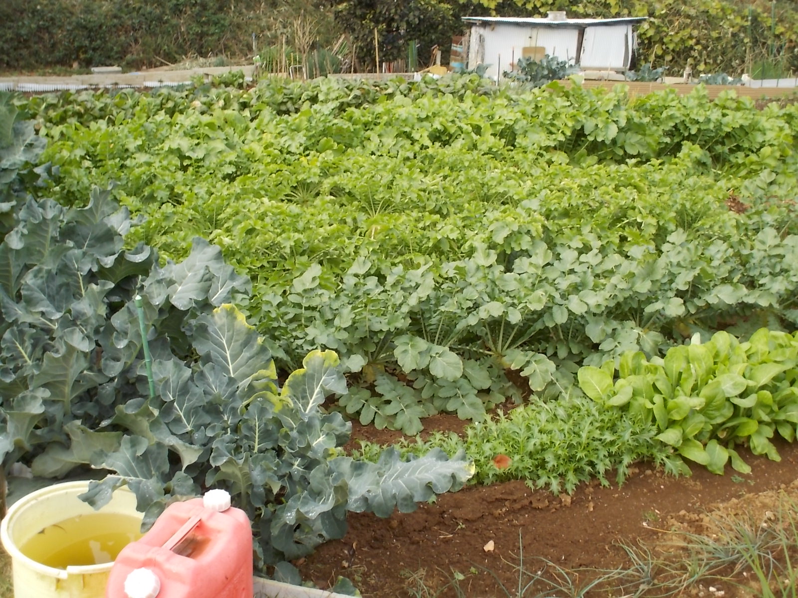 今日　仕事先で美味しそうな野菜！_b0277505_2273626.jpg