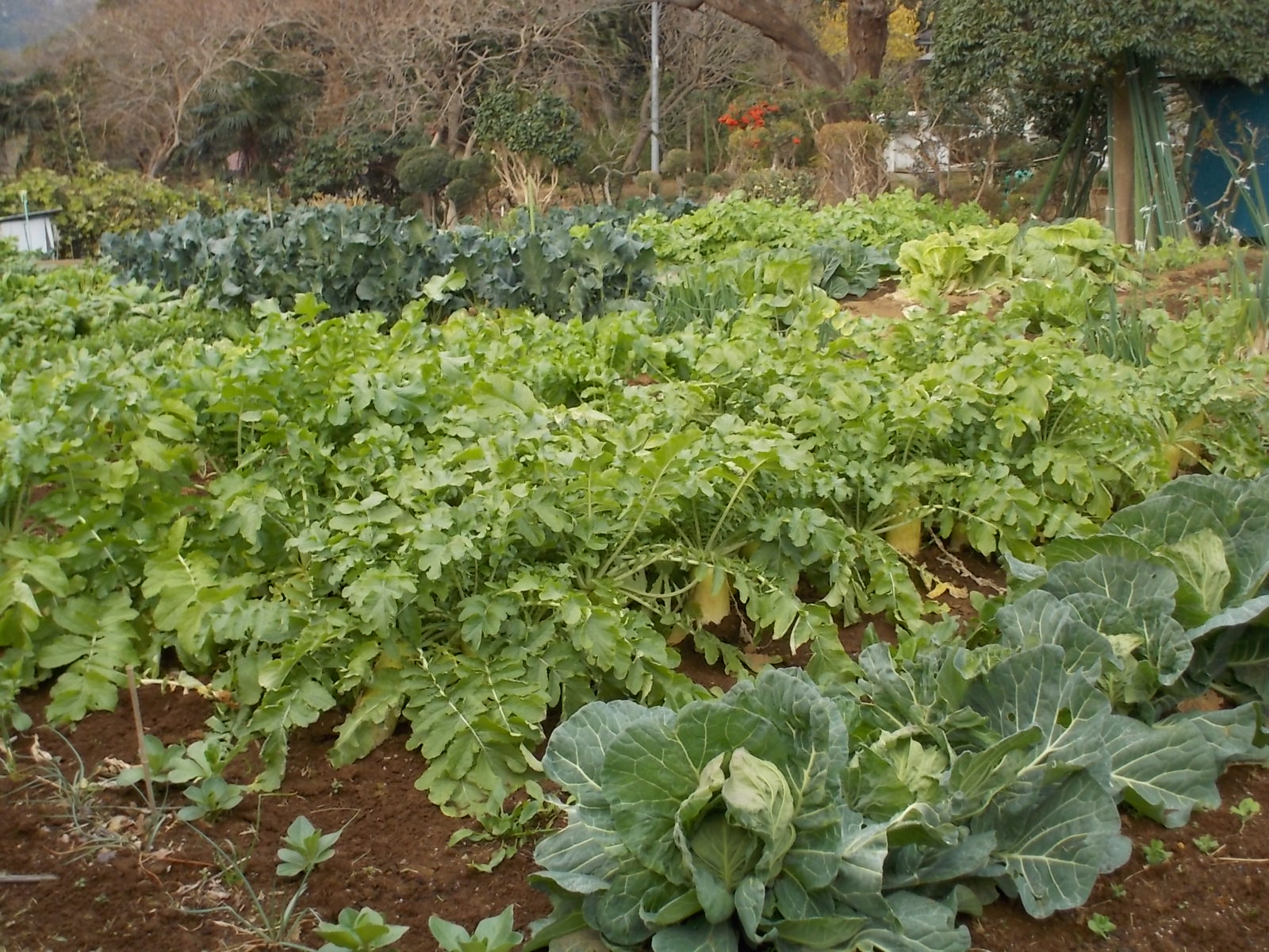 今日　仕事先で美味しそうな野菜！_b0277505_227367.jpg