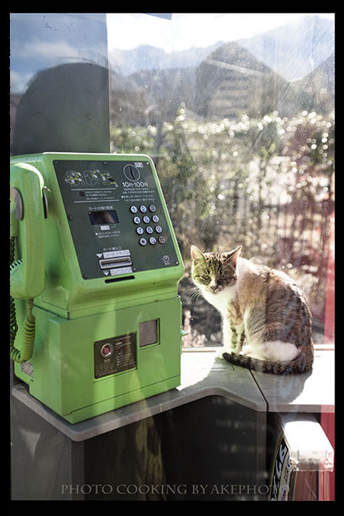 タウンページがあるじゃにゃいか！_e0127416_22575446.jpg